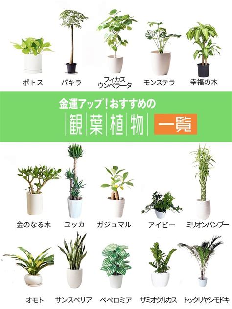 開運植物|【最強の幸運を呼ぶ観葉植物10選】風水アドバイザー。